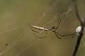 Tetragnatha_demissa_D4204_Z_84_Alexandra hills Brisbane_Australie